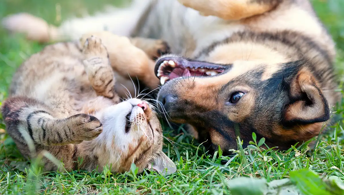 Animale domestico